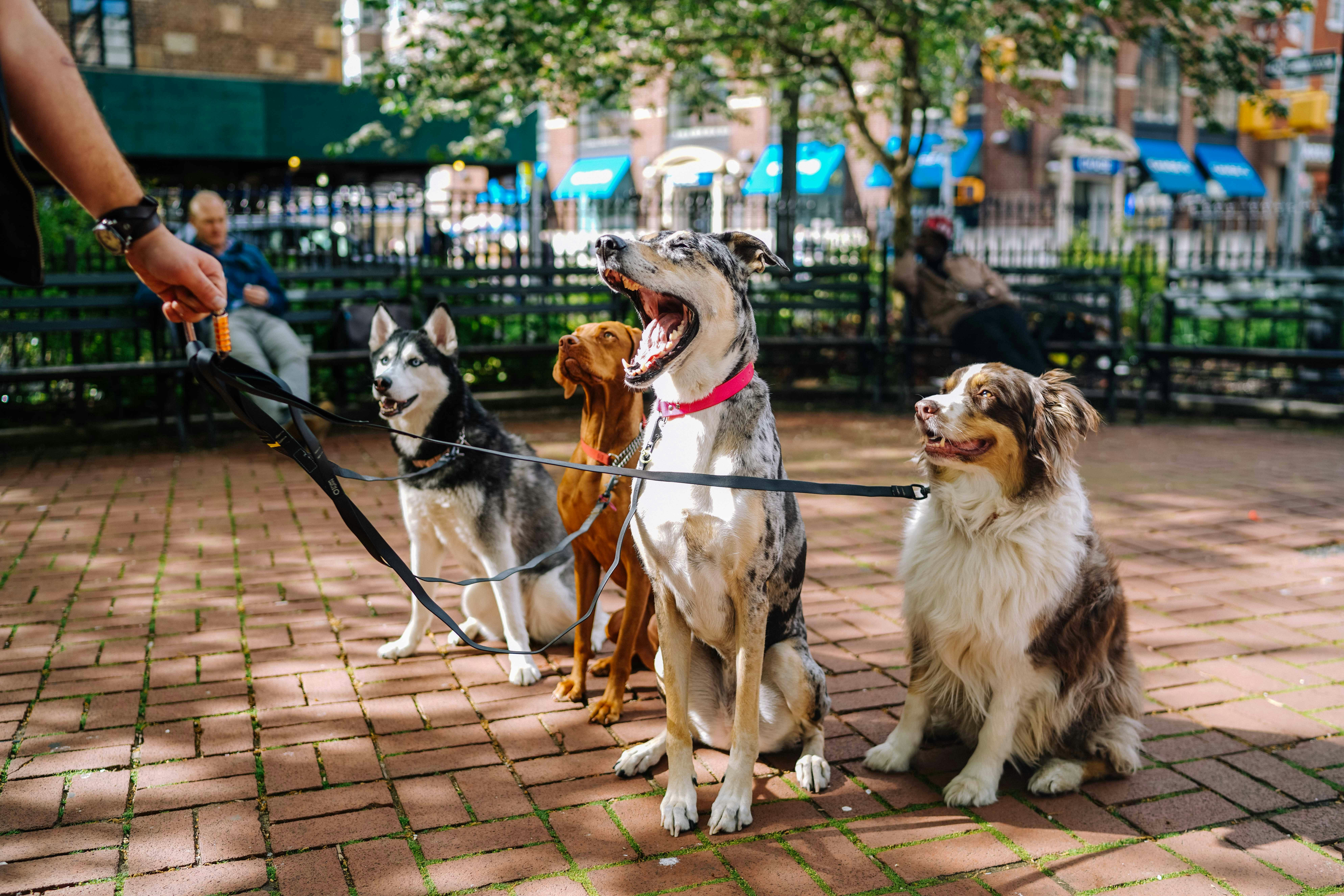 Le Qualità Essenziali di un Pet Sitter di Successo